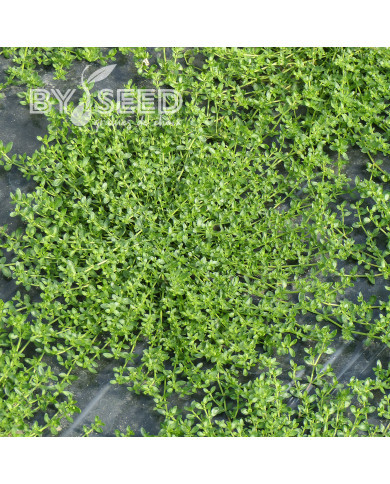 Herniaria glabra - Turquette