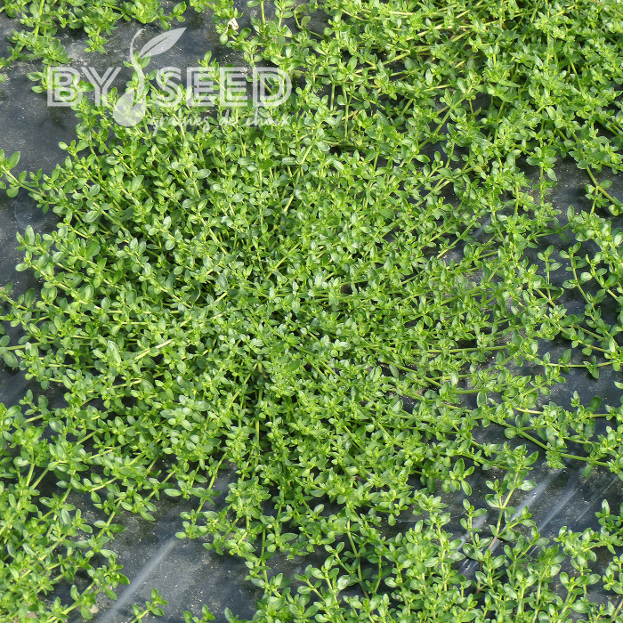 Herniaria glabra - Turquette