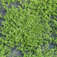 Herniaria glabra - Turquette