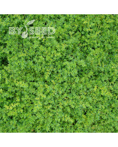 Herniaria glabra - Turquette