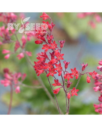 Heuchère sanguinea Vivid