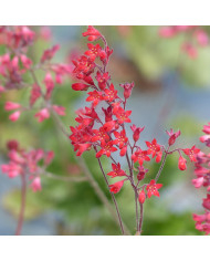 Heuchère micrantha Palace Purple
