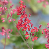 Heuchère sanguinea Vivid