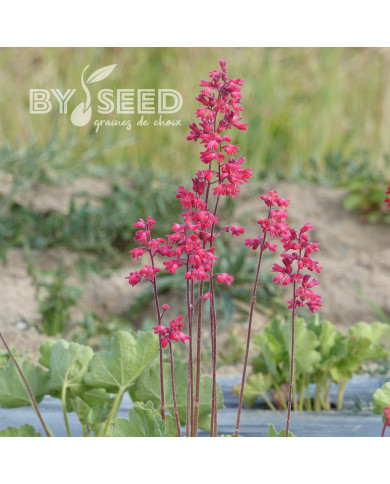 Heuchère sanguinea Vivid