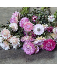 Immortelle à bractées Creamy White