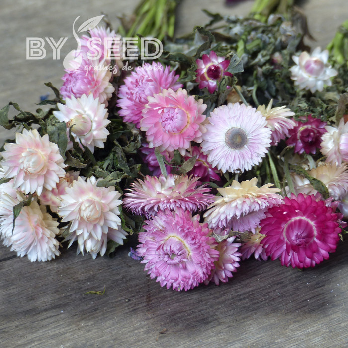 Immortelle à bractées Camargue (tons roses)