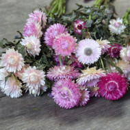 Immortelle à bractées Camargue (tons roses)