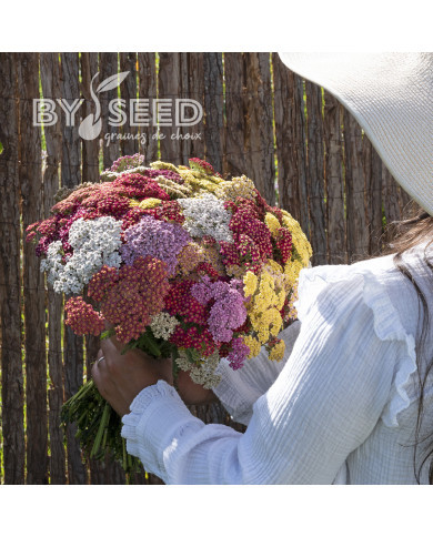 Achillée millefeuille Flowerburst Fruit Bowl F2