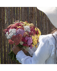 Achillée millefeuille Cerise Queen