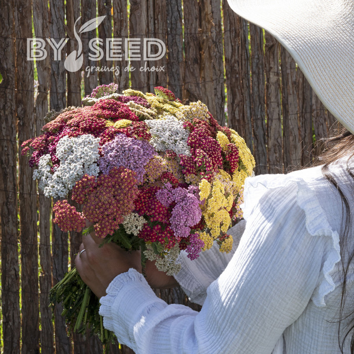 Achillée millefeuille Flowerburst Fruit Bowl F2