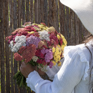 Achillée millefeuille Flowerburst Fruit Bowl F2