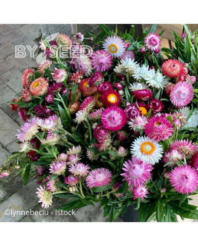 Immortelle à bractées Camargue (tons roses)