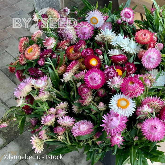 Immortelle à bractées Camargue (tons roses)