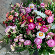 Immortelle à bractées Camargue (tons roses)