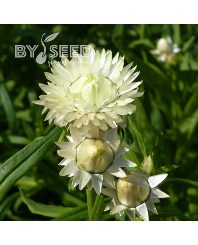 Immortelle à bractées Creamy White