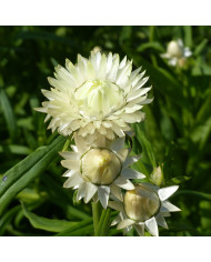 Immortelle à bractées Camargue (tons roses)