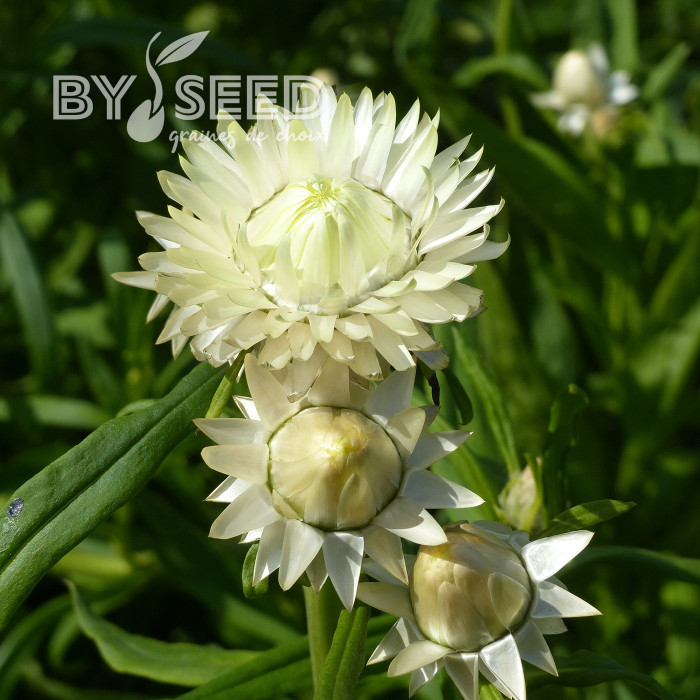 Immortelle à bractées Creamy White