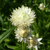 Immortelle à bractées Creamy White
