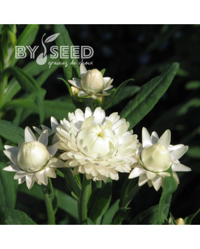 Immortelle à bractées Creamy White