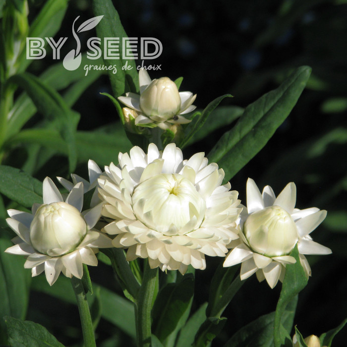 Immortelle à bractées Creamy White