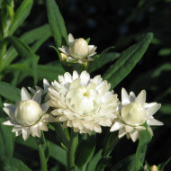 Immortelle à bractées Creamy White