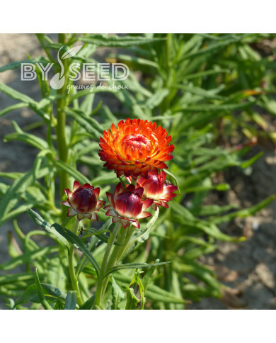 Immortelle à bractées Fireball