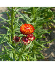 Immortelle à bractées Creamy White