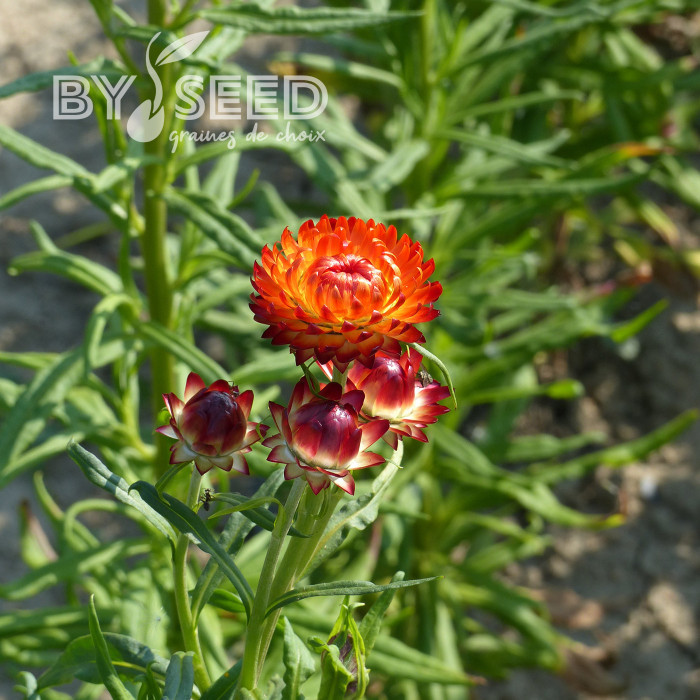 Immortelle à bractées Fireball