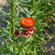 Immortelle à bractées Fireball