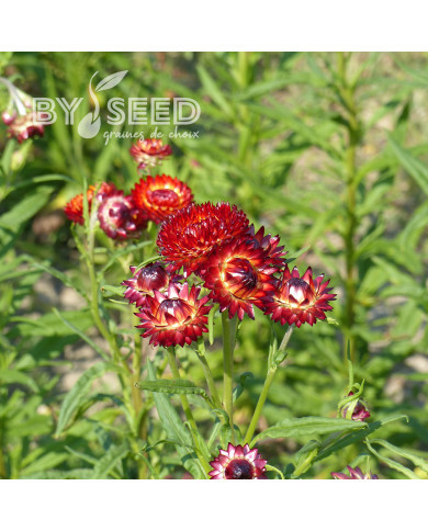 Immortelle à bractées Fireball