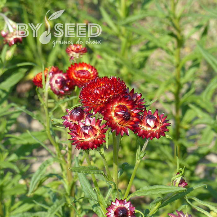 Immortelle à bractées Fireball