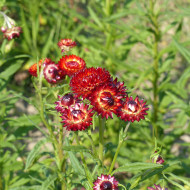 Immortelle à bractées Fireball