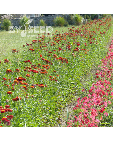 Immortelle à bractées Fireball