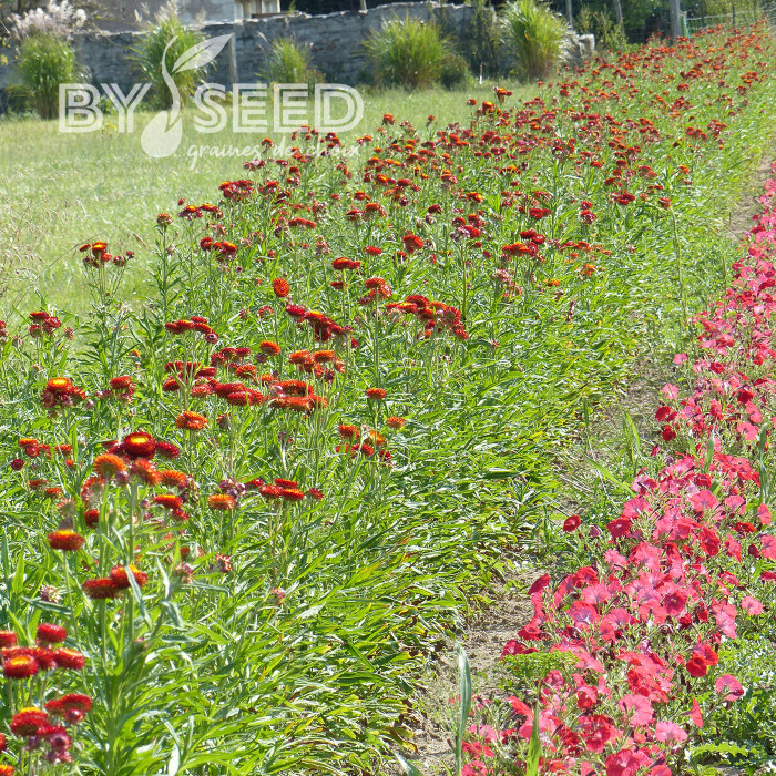 Immortelle à bractées Fireball