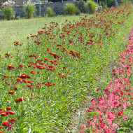 Immortelle à bractées Fireball