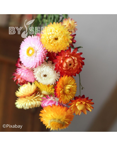 Immortelle à bractées Formula Mixture