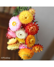 Immortelle à bractées Orange