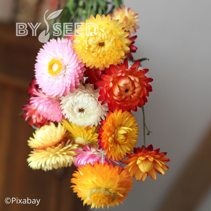 Immortelle à bractées Formula Mixture