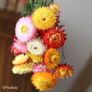 Immortelle à bractées Formula Mixture