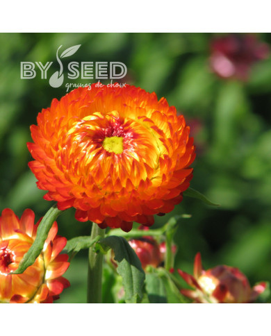 Immortelle à bractées Orange