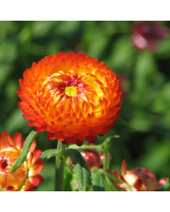 Immortelle à bractées Formula Mixture