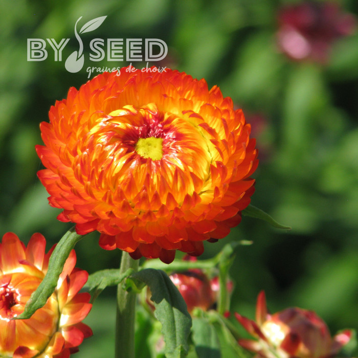 Immortelle à bractées Orange