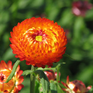 Immortelle à bractées Orange