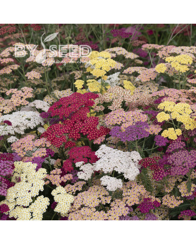 Achillée millefeuille Flowerburst Fruit Bowl F2