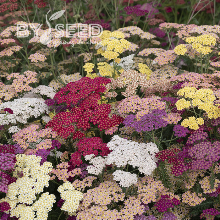 Achillée millefeuille Flowerburst Fruit Bowl F2