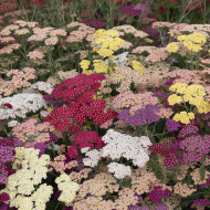 Achillée millefeuille Flowerburst Fruit Bowl F2