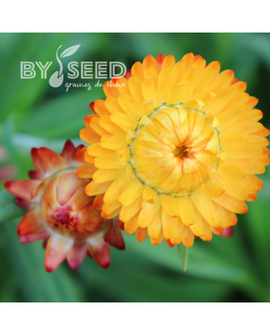 Immortelle à bractées Orange