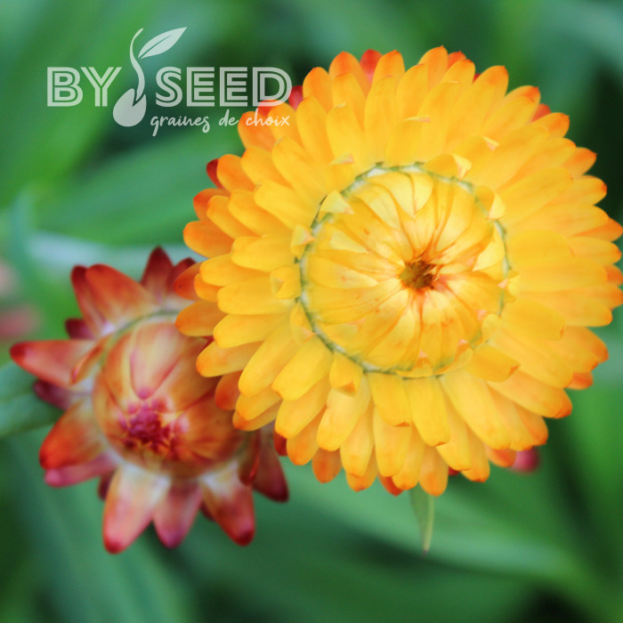 Immortelle à bractées Orange