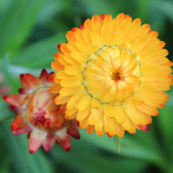 Immortelle à bractées Orange