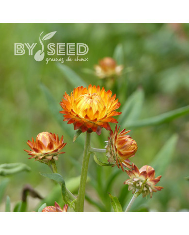 Immortelle à bractées Orange